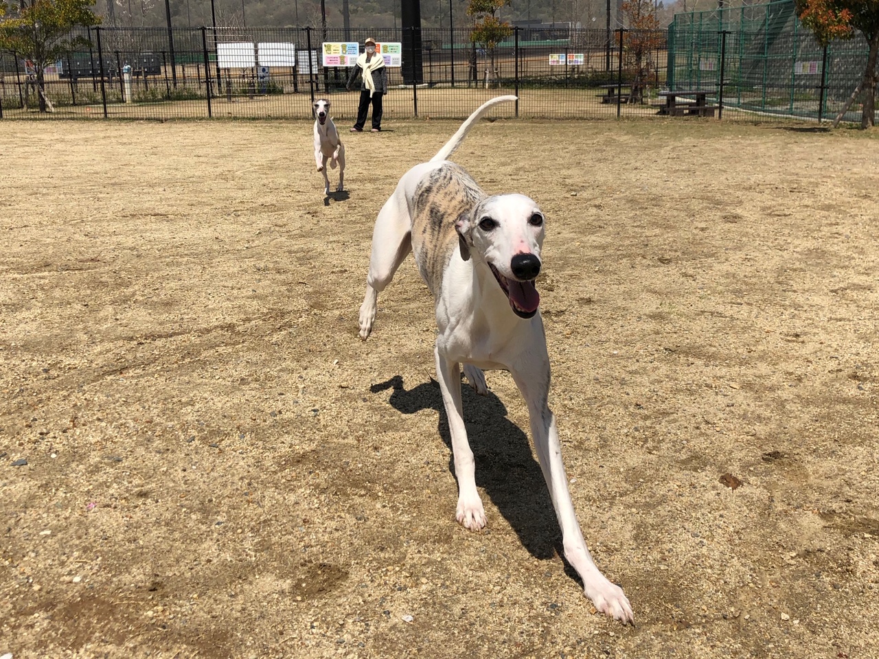 犬用サプリメントの危険性【グルコサミン&コンドロイチン】